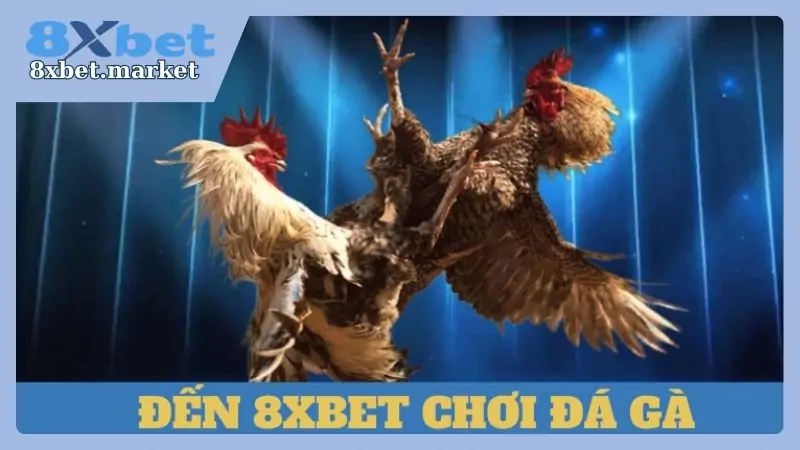 Tìm hiểu về hình thức chọi gà 8xbet